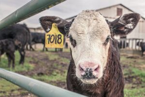 Factory farms are breeding grounds for pandemics