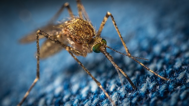 NIH-Funded Study Successfully Uses Genetically Modified Mosquitos To Vaccinate Humans