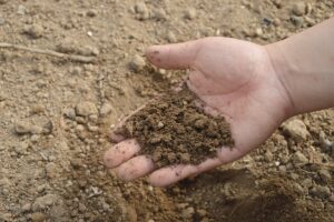 Report: Genetically-modified soil microbes could threaten soil health