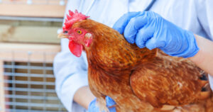 Echoes of COVID-19: Are We Heading Toward Another Cycle with the H5N2 Bird Flu?