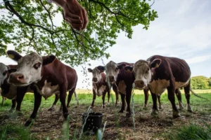 Denmark Will Introduce World’s First Livestock CO2 Tax by 2030