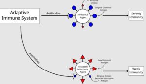 Researches Confirms COVID-19 Shots Increases COVID Risk through Immune Imprinting